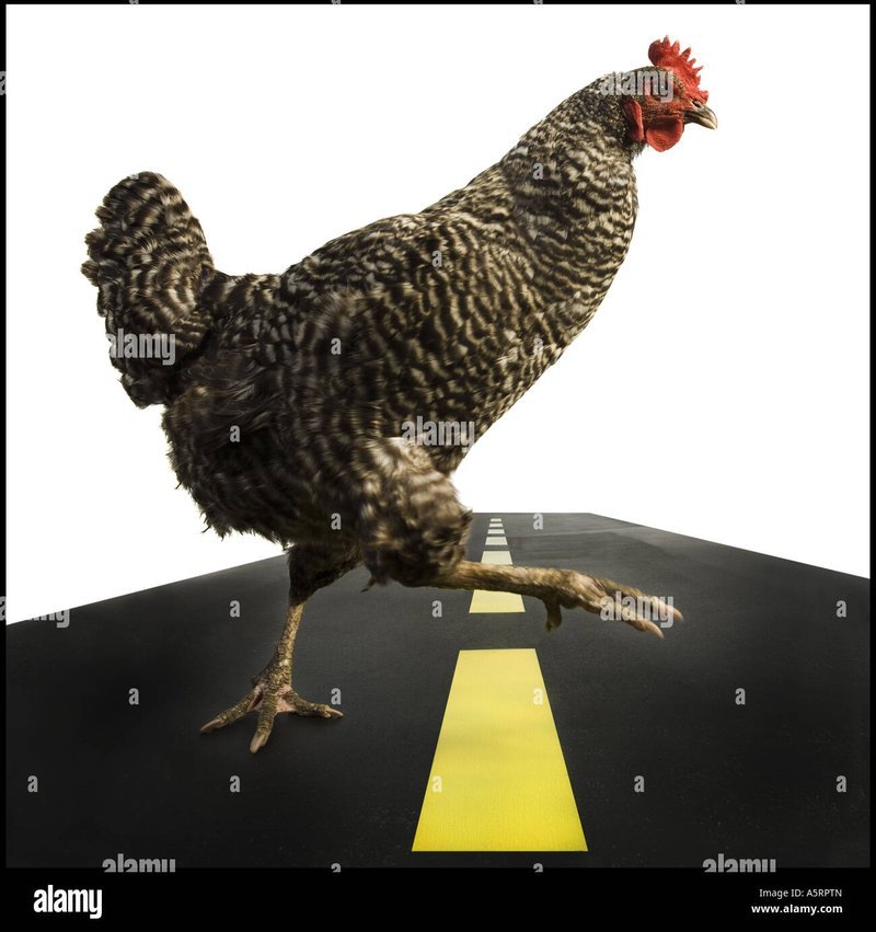 Chicken road game, chicken road oficial